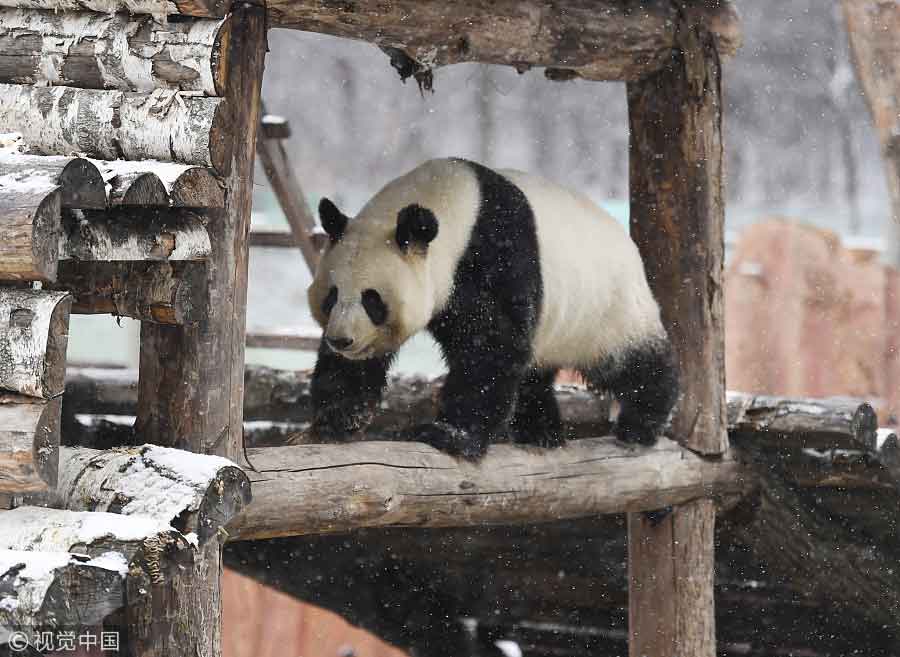 Giant panda enjoys first snowfall in Northeast China