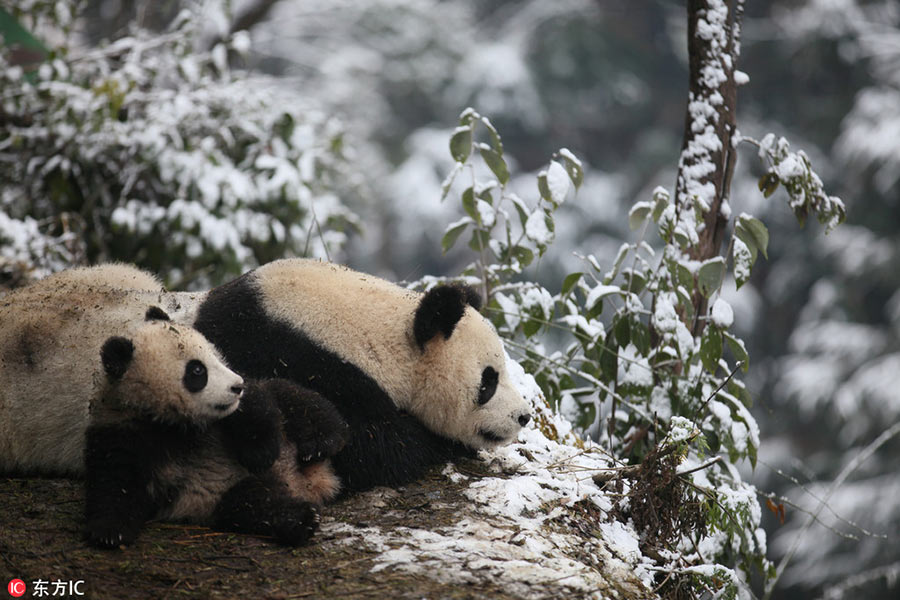 Giant panda pair to be released into wild tommorrow