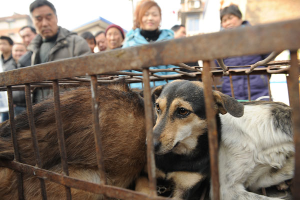 Lost dogs being fed into grisly trade