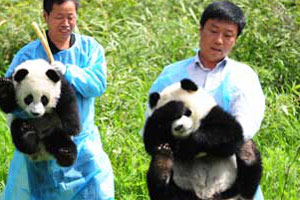 US-born pandas arrive at Chinese research base
