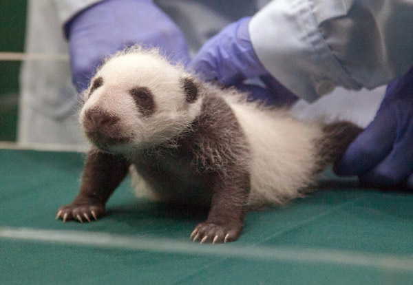 Month-old miracle panda triplets said to be thriving