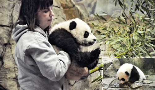 Panda cub Bei Bei near debut