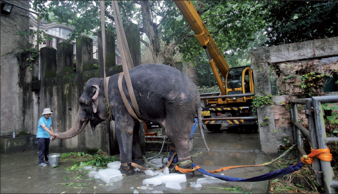 Banna the elephant recovers from heatstroke