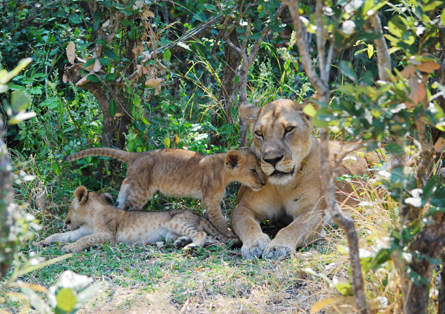 Photos: Living among lions(2)