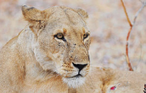 Photos: Living among lions(2)