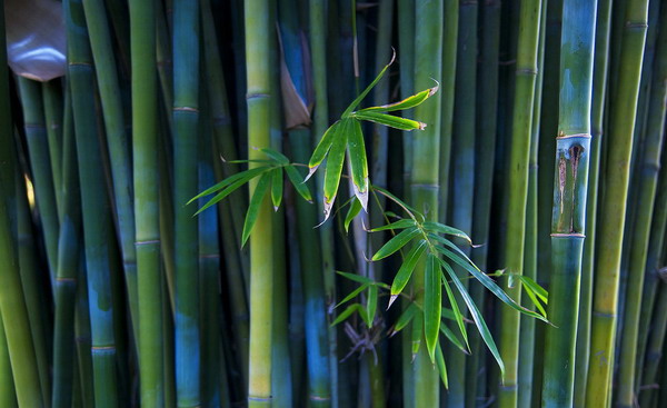 Culture Insider: A glimpse into Chinese bamboo culture