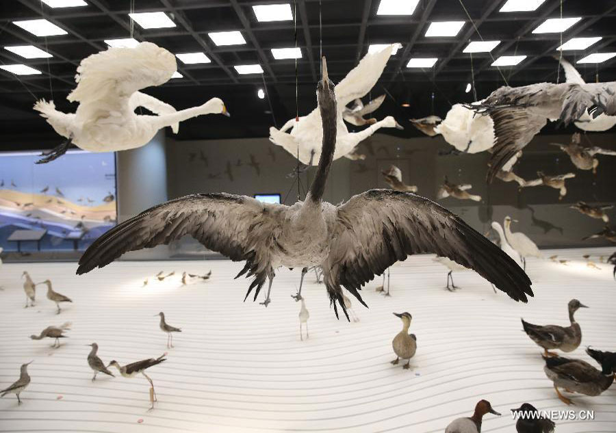 Natural History Museum opens in Shanghai