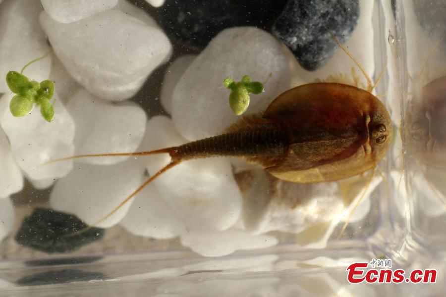 Researchers find shrimps from the age of dinosaurs in SW China