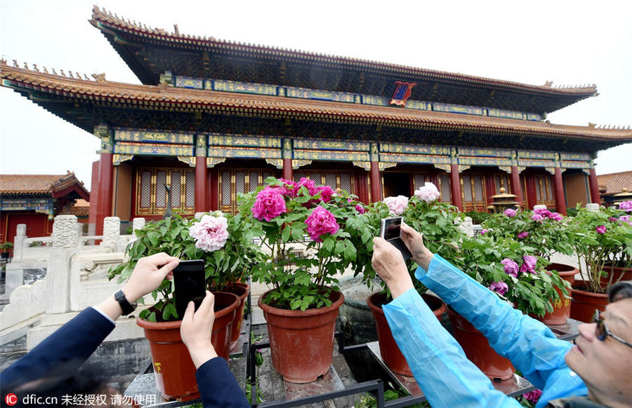 Palace Museum stages peony flower-themed exhibition