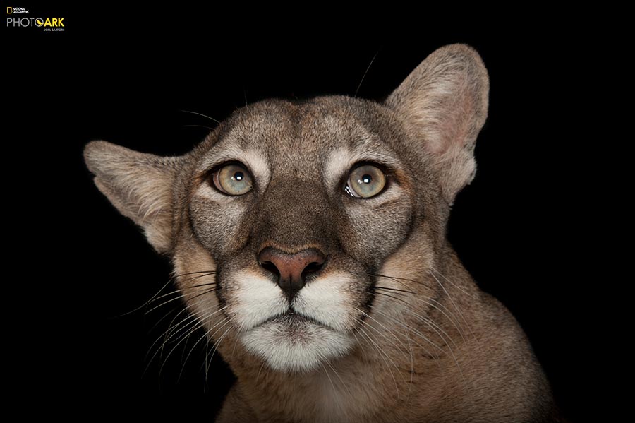 Photographer wants people to care for endangered animals