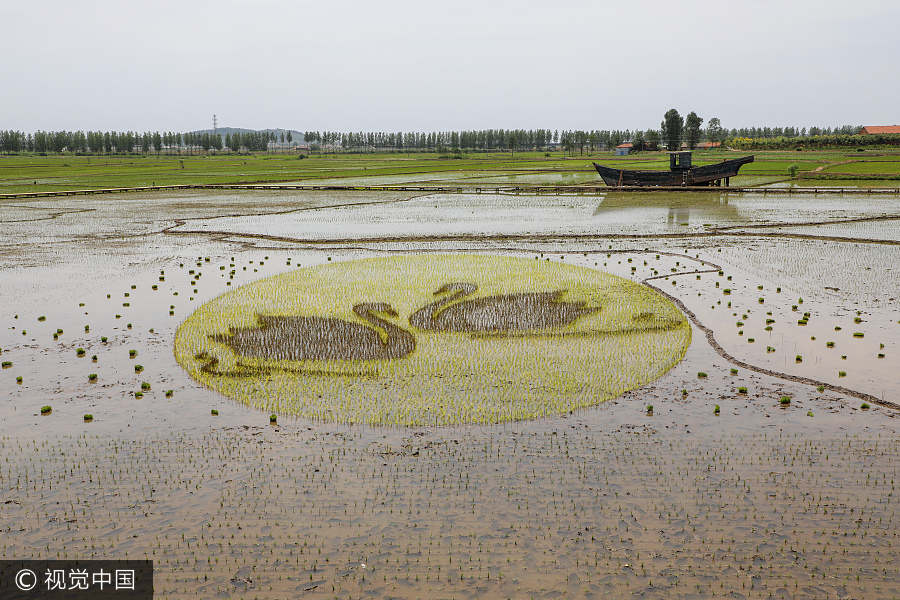 Rice paddy field becomes canvas in Liaoning