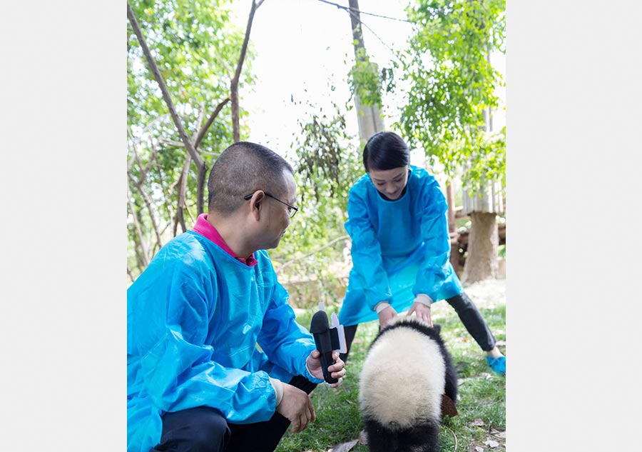 Zhou Xun visits base of giant panda in Sichuan