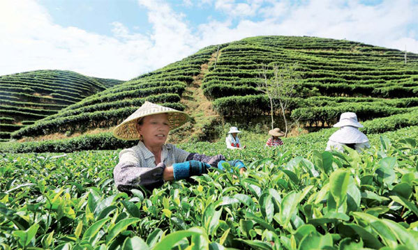 testing-time-for-china-s-tea-growers-business-chinadaily-cn