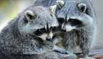 Can raccoons be domesticated?