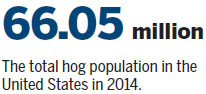 More US pigs going to market as beef takes a back seat