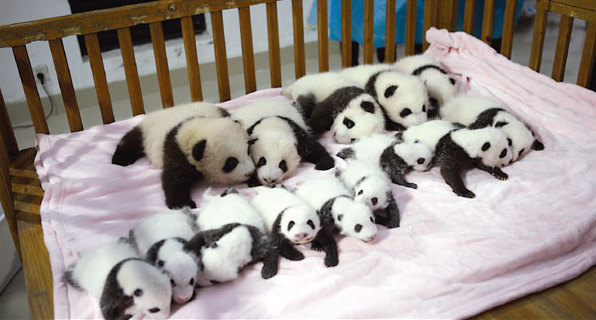 It's been a panda-ful year