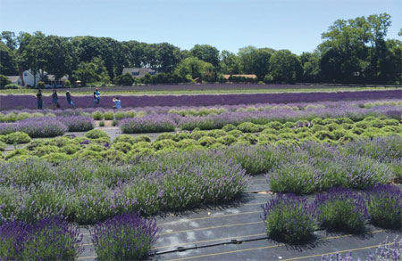 Lavender farm has just right scent to lure Chinese tourists