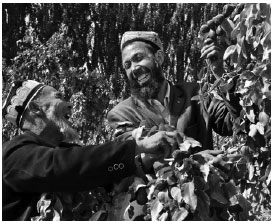 Fruit trees prosper in the desert