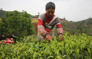 Tea farmers face life after killer quake