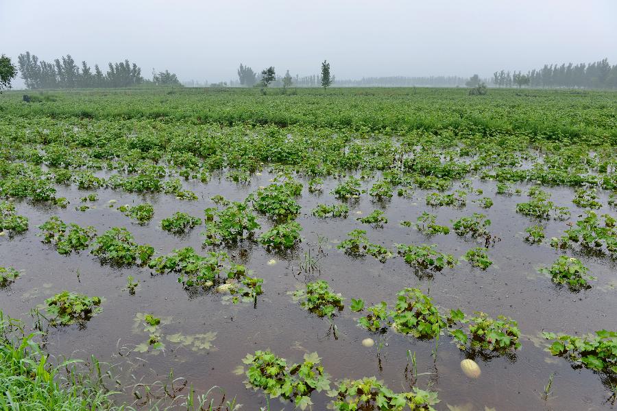 Watermelon plantation flooded after heavy rains in China's Hebei