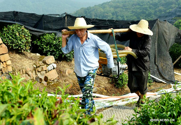 Drought, heatwaves affect tea plantations in E China