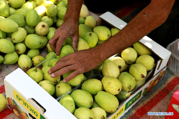 Palestinians harvest fresh guavas during 2nd Guava Festival