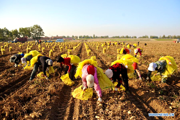 Potatoes in Inner Mongolia entered harvest season