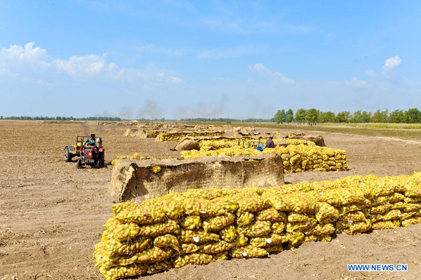 Potatoes in Inner Mongolia entered harvest season