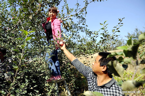 Apples harvest in China's Shanxi