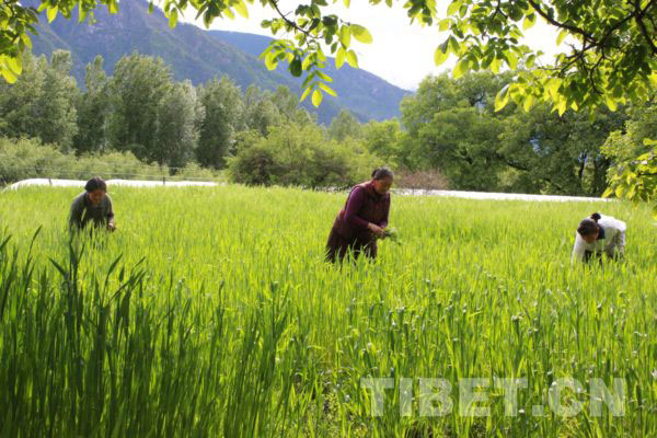 Tibet's grain industry maintains sustainable development