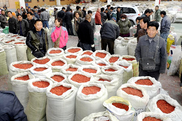 Harvest and trade for Chinese Wolfberry in Ningxia