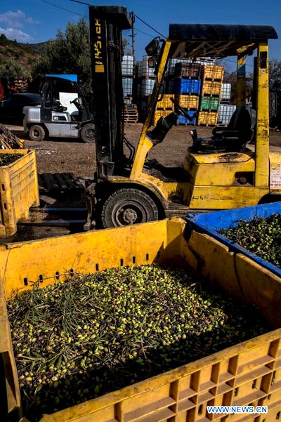 Olive festival kicks off at N Israel's olive oil factory