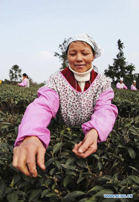 Tea growers pick spring tea in Sichuan