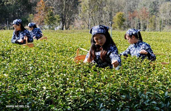 Organic tea leaves picked up in Wuyuan