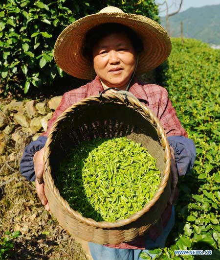 Tea picking in Hangzhou