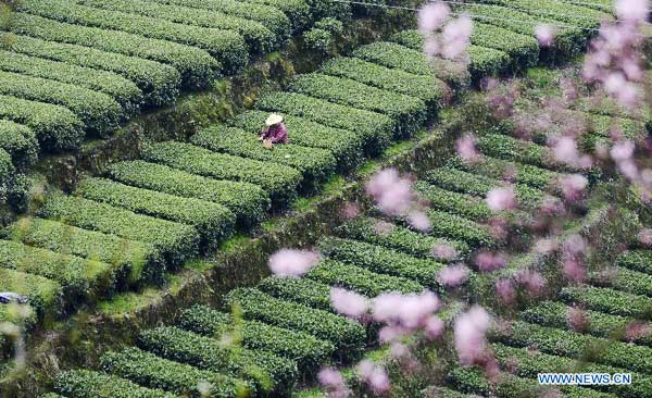 Spring tea harvest time of Central China's Enshi