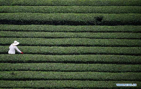Spring tea harvest time of Central China's Enshi