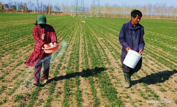 Farmers fertilize wheat as spring ploughing comes in Beijing