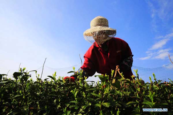 Busy tea picking before Qingming Festival
