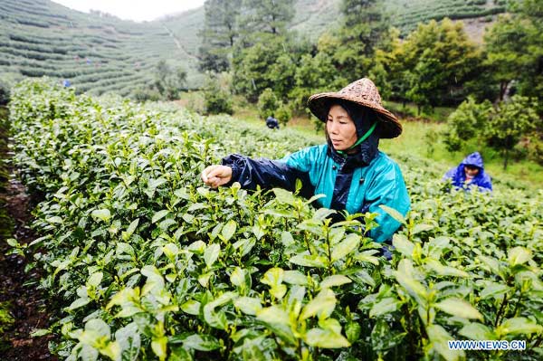 Farmers pick tea leaves in Zhejiang