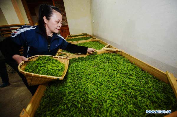 Farmers pick tea leaves in Zhejiang