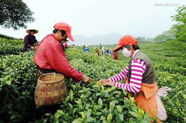 White tea enters tea picking season in east China