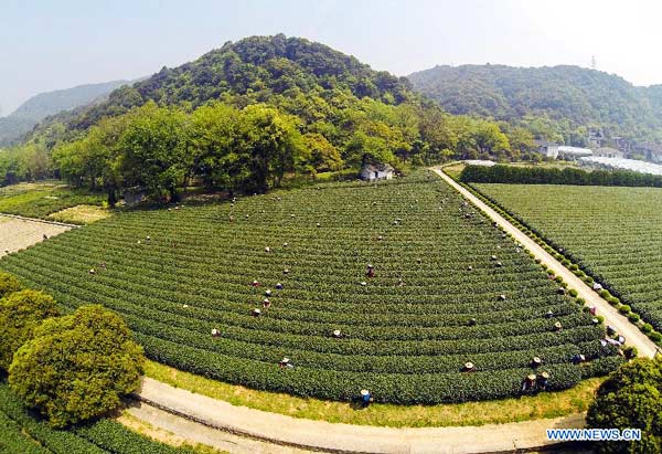 Rising temps boost output of Longjing Tea in Hangzhou