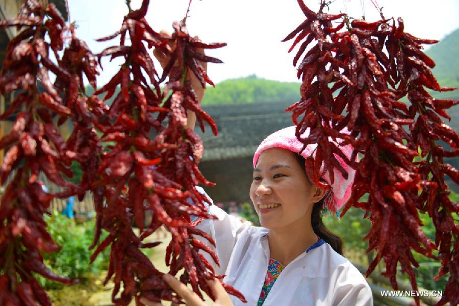 Pepper enters harvest season in Guangxi