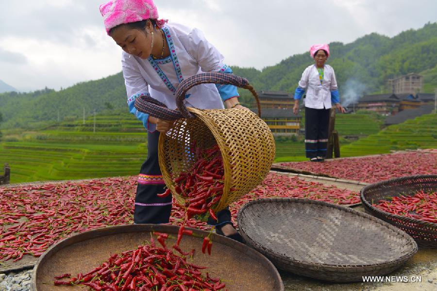 Pepper enters harvest season in Guangxi