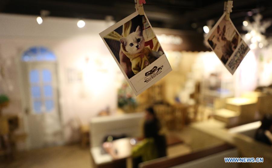 Cat-themed cafe in NE China