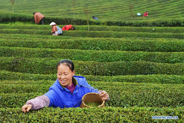Tea plucking season in China's Guizhou