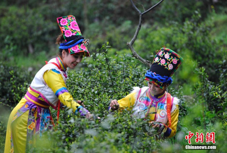 Qiang ethnic people pick spring tea leaves