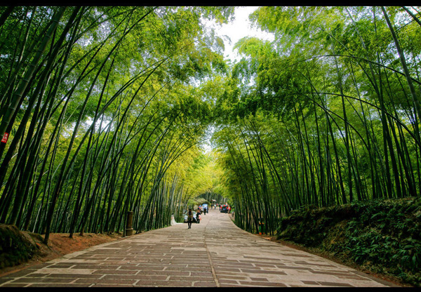 South Sichuan bamboo sea