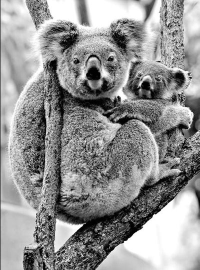 Already squeezed, Australia's koalas are facing a killer disease